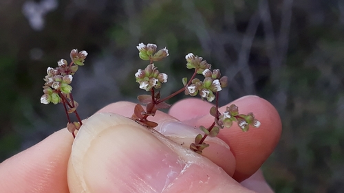 Allseed (Radiola linoides)