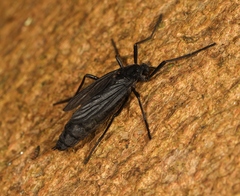 Penthetria funebris