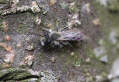 Andrena vaga