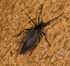 Penthetria funebris