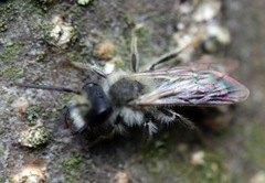 Andrena vaga