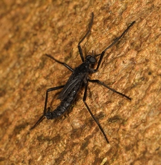 Penthetria funebris