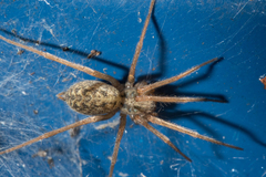Eratigena