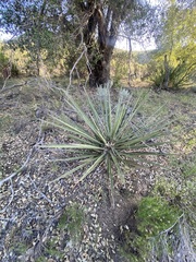 Yucca schidigera