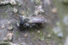 Andrena vaga