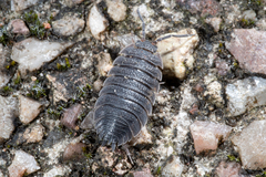 Porcellio scaber