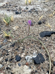 Calochortus striatus