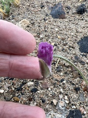 Calochortus striatus
