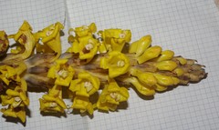 Cistanche lutea
