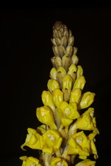 Cistanche lutea