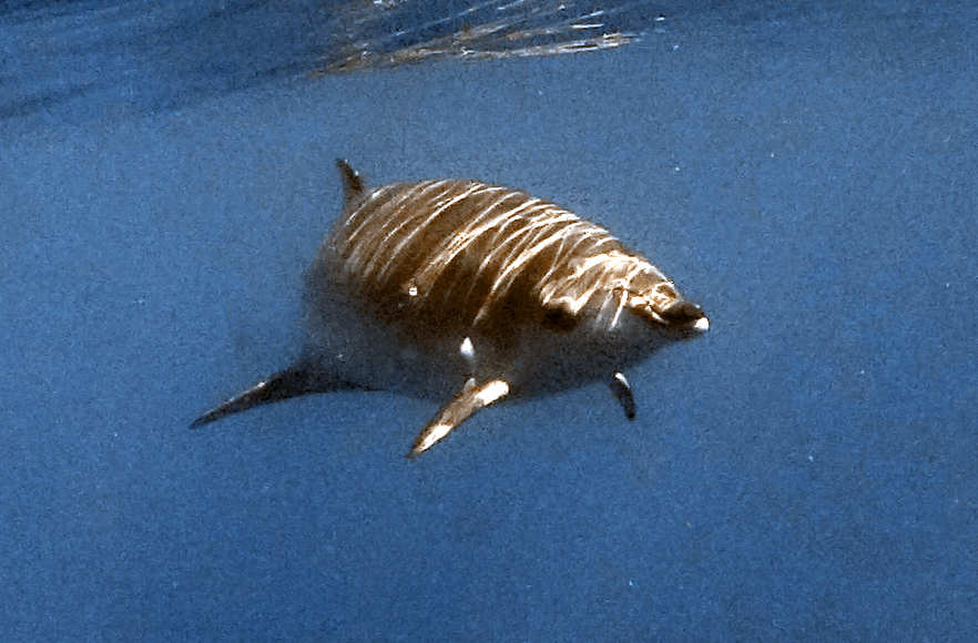 Photo of Blainville's Beaked Whale (Mesoplodon densirostris)