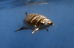 Mesoplodon densirostris