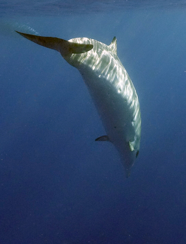 Photo of Blainville's Beaked Whale (Mesoplodon densirostris)