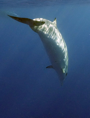 Mesoplodon densirostris