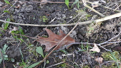 Quercus rubra