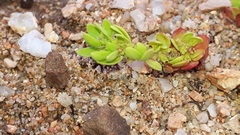 Paronychia echinulata