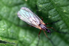 Empis trigramma