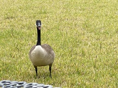 Branta canadensis image