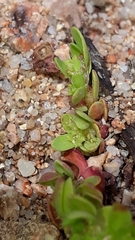 Paronychia echinulata