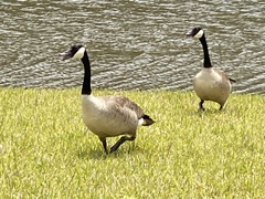 Branta canadensis image