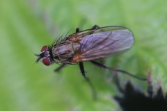 Hydrophoria lancifer