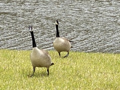 Branta canadensis image