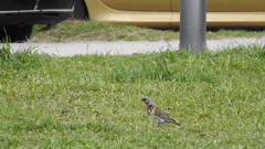 Turdus pilaris