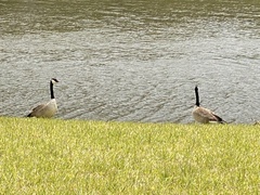 Branta canadensis image
