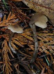 Myochromella