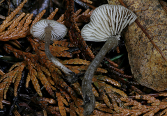 Myochromella