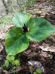 Trillium angustipetalum