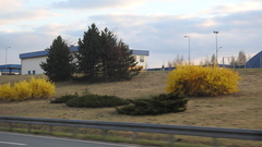 Forsythia × intermedia