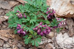 Corydalis solida