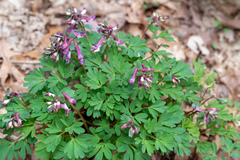 Corydalis solida