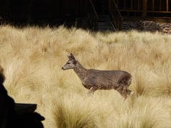 Odocoileus virginianus carminis