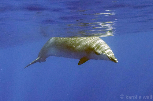 Photo of Blainville's Beaked Whale (Mesoplodon densirostris)