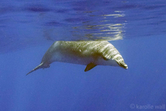 Mesoplodon densirostris