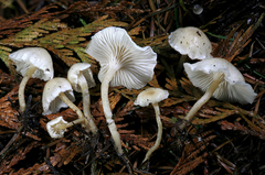 Leucocybe candicans