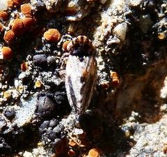 Megophthalmini