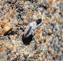 Megophthalmini