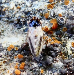 Megophthalmini