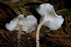 Leucocybe candicans