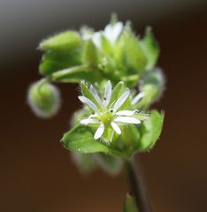 Stellaria ruderalis