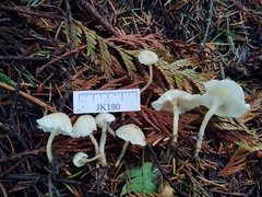 Leucocybe candicans
