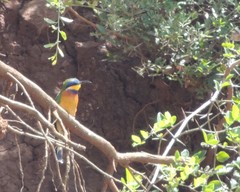 Merops lafresnayii