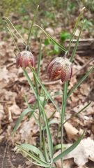 Fritillaria montana