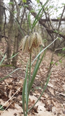 Fritillaria montana