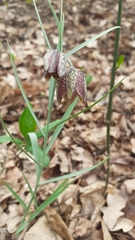 Fritillaria montana