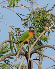 Merops lafresnayii