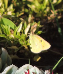 Colias electo